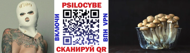 где продают   Горно-Алтайск  Псилоцибиновые грибы Psilocybine cubensis 